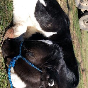 Meet your Posher, Allie